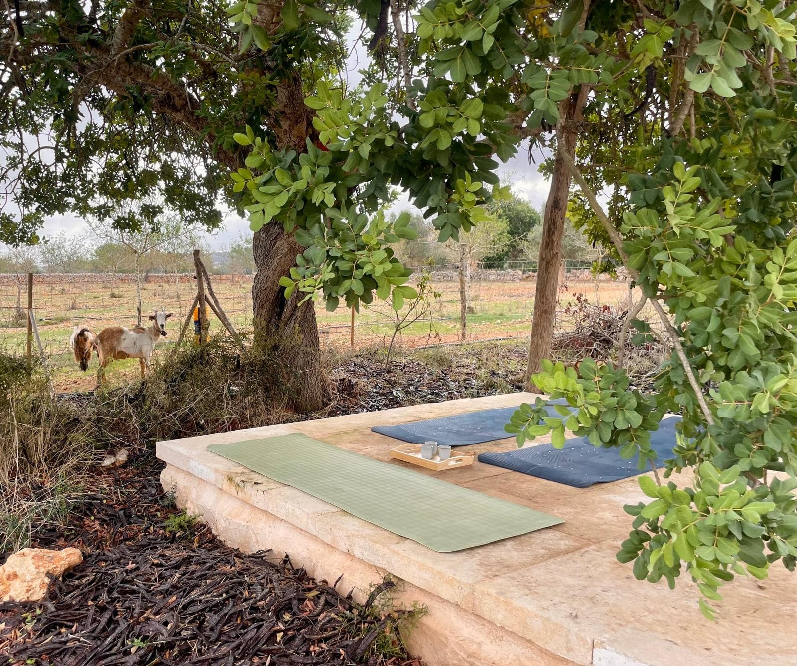 Side view of the finca yoga platform with a green mat and a tea tray, a goat by the fence in the background