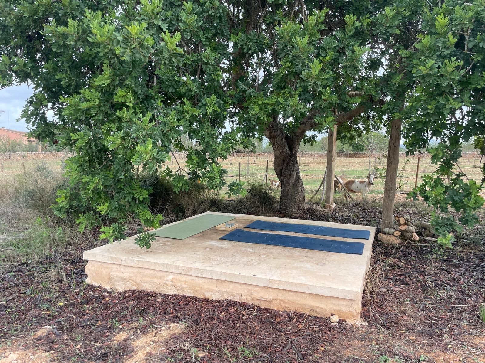 Steinerne Yoga-Plattform unter einem Johannisbrotbaum auf einer Finca auf Mallorca